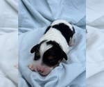 Small Photo #35 Cavapoo Puppy For Sale in PENSACOLA, FL, USA