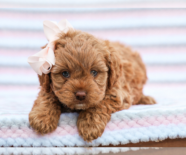 Medium Photo #10 Cavapoo mix (+ Poodle Miniature) Puppy For Sale in LIBERTY, KY, USA