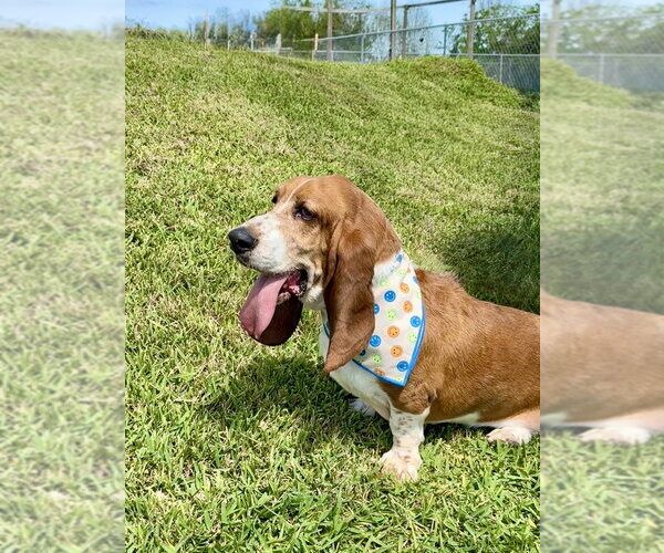 Medium Photo #4 Basset Hound Puppy For Sale in San Leon, TX, USA