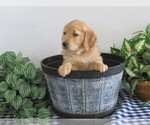 Small Photo #2 Golden Retriever Puppy For Sale in THORP, WI, USA