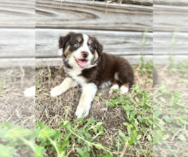 Medium Photo #1 Miniature Australian Shepherd Puppy For Sale in ORLANDO, FL, USA