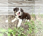 Image preview for Ad Listing. Nickname: Maple