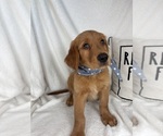 Small #1 Golden Retriever