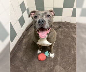 American Bulldog Dogs for adoption in Salinas, CA, USA