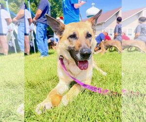 German Shepherd Dog Dogs for adoption in GILBERTS, IL, USA