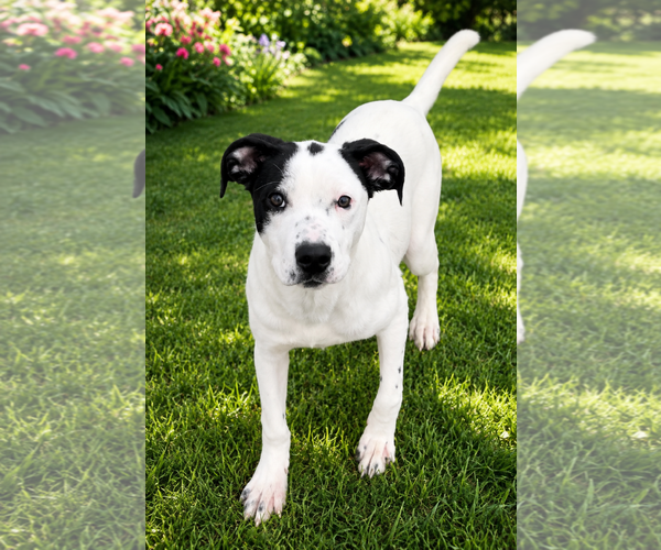 Medium Photo #1 Mutt Puppy For Sale in Sistersville, WV, USA