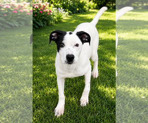 Mutt Dogs for adoption in Sistersville, WV, USA