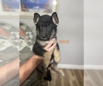 Small Photo #4 German Shepherd Dog Puppy For Sale in ALACHUA, FL, USA