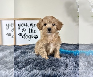 Maltipoo Puppy for sale in GREENFIELD, IN, USA