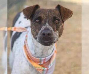 German Shorthaired Pointer-Unknown Mix Dogs for adoption in San Antonio, TX, USA