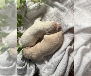 Labradoodle Puppy for sale in PEMBROKE, GA, USA