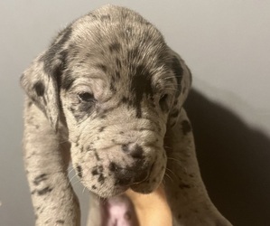 Great Dane Puppy for sale in MILLVILLE, NJ, USA