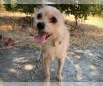 Small #11 Cairn Terrier Mix