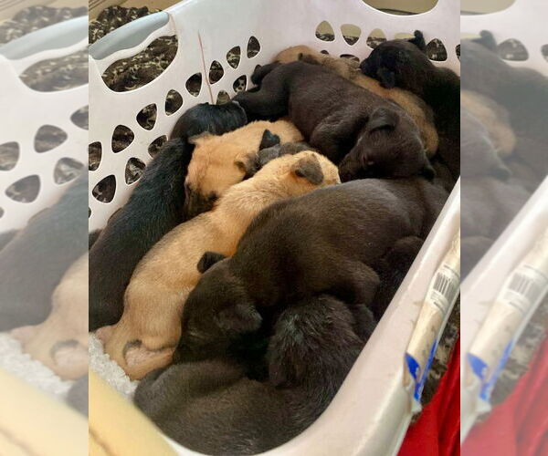 Medium Photo #2 German Shepherd Dog-Great Dane Mix Puppy For Sale in Bullard, TX, USA