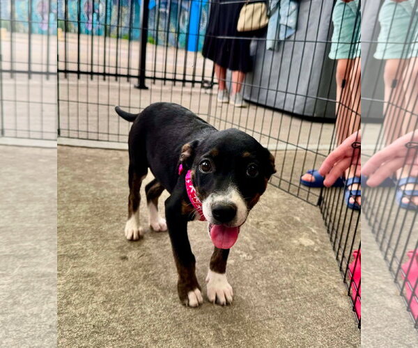 Medium Photo #3 Mountain Cur-Unknown Mix Puppy For Sale in Germantown, OH, USA