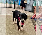 Small #2 Mountain Cur Mix