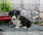 Small #2 Pembroke Welsh Corgi