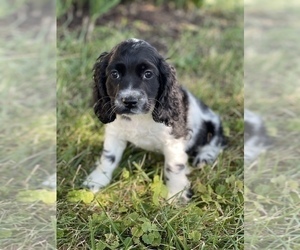 Cocker Spaniel Puppy for sale in CANOGA, NY, USA