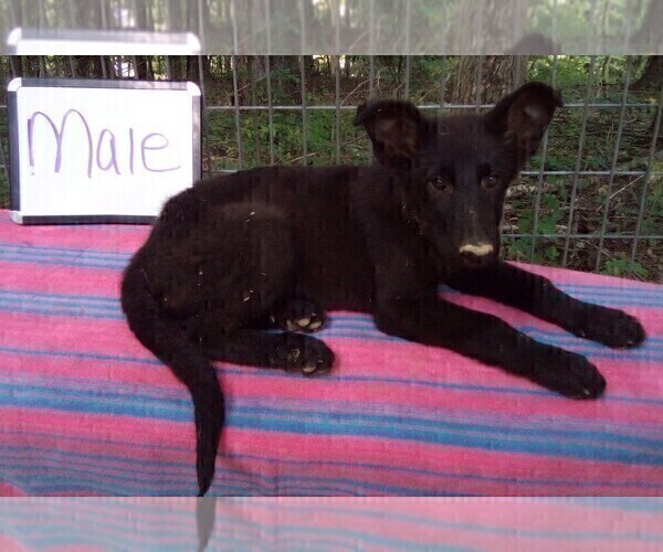 Medium Photo #7 German Shepherd Dog Puppy For Sale in LOGAN, OH, USA