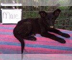 Small #6 German Shepherd Dog