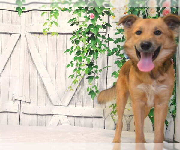 Medium Photo #2 Australian Shepherd-Unknown Mix Puppy For Sale in Oroville, CA, USA