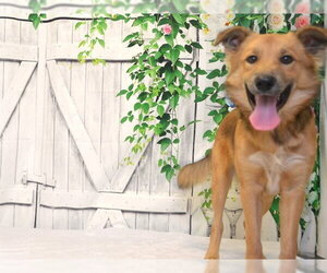 CODY - Male Australian Shepherd-Unknown Mix Dog for Adoption - Photo #2