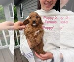 Small #1 Cavapoo (Miniature)