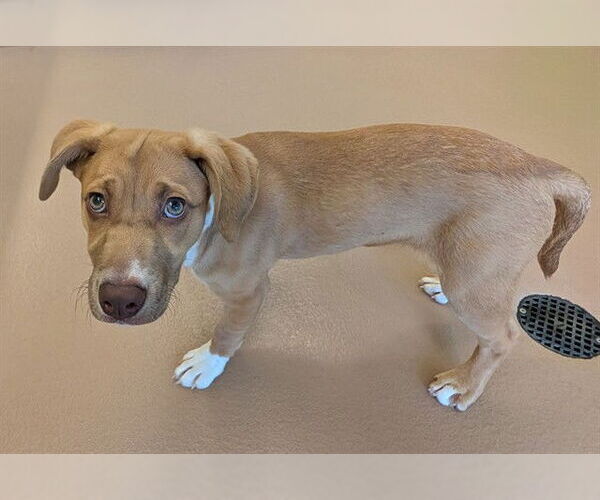 Medium Photo #1 Labrador Retriever-Unknown Mix Puppy For Sale in Plano, TX, USA