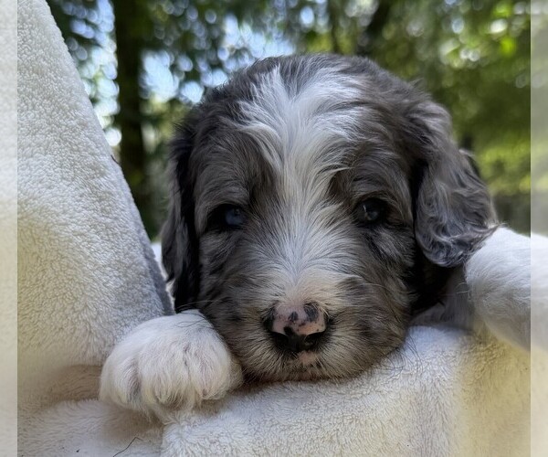 Medium Photo #2 Goldendoodle Puppy For Sale in PIERSON, FL, USA