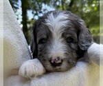 Small #1 Goldendoodle