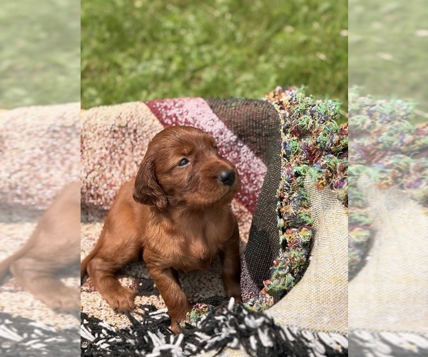Medium Photo #8 Irish Setter Puppy For Sale in ONEONTA, NY, USA