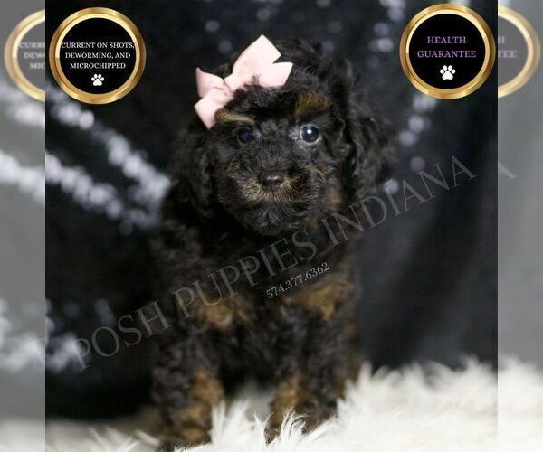 Medium Photo #1 Poodle (Toy) Puppy For Sale in WARSAW, IN, USA