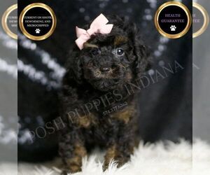 Medium Poodle (Toy)