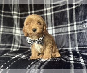 Cavapoo Puppy for sale in LAKELAND, FL, USA