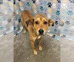 Small Black Mouth Cur Mix