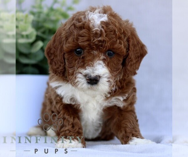 Medium Photo #3 Goldendoodle (Miniature) Puppy For Sale in EPHRATA, PA, USA