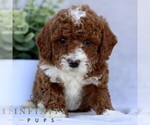 Small #2 Goldendoodle (Miniature)
