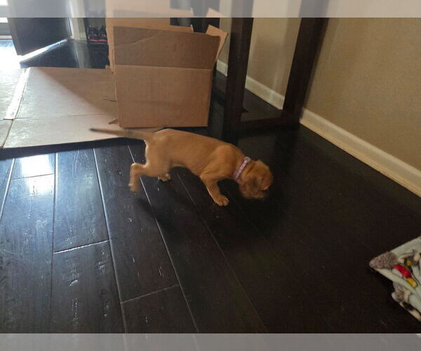 Medium Photo #6 American Pit Bull Terrier Puppy For Sale in CHARLOTTE, NC, USA