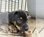Small #4 American Pit Bull Terrier