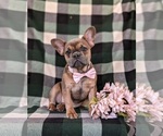 Small Photo #1 French Bulldog Puppy For Sale in QUARRYVILLE, PA, USA