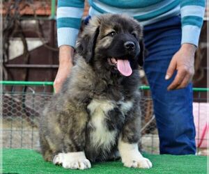 Caucasian Shepherd Dog Puppy for sale in Zarnesti, Brasov, Romainia