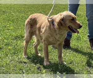 Mother of the Golden Retriever puppies born on 09/15/2026