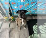 Small Bullboxer Pit