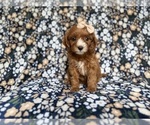 Small #3 Cockapoo (Miniature)