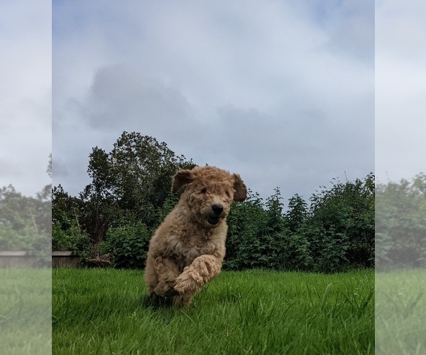 Medium Photo #4 Goldendoodle Puppy For Sale in LONG BEACH, WA, USA