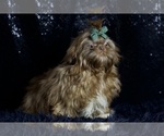 Small #8 Shih Tzu