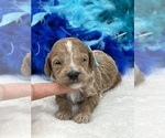 Small Photo #8 Poodle (Miniature) Puppy For Sale in BULLARD, TX, USA