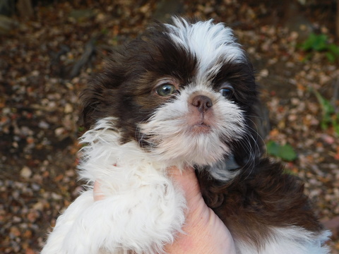 Medium Photo #2 Shih Tzu Puppy For Sale in ENKA, NC, USA