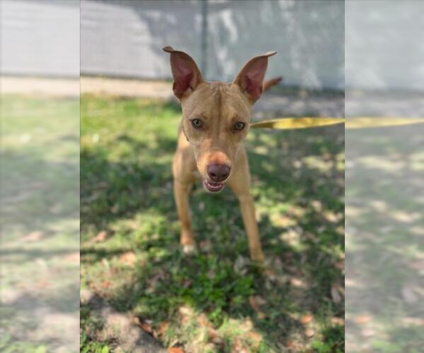 Medium Photo #3 American Pit Bull Terrier-Unknown Mix Puppy For Sale in Texas City, TX, USA