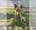 Small #2 American Pit Bull Terrier Mix